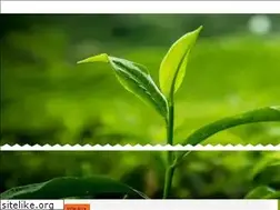 Sites similar to bengaltea.com