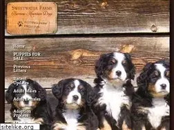 Sites similar to bernesemountaindogpuppies.com