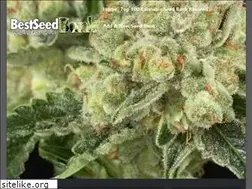 Sites similar to bestseedbank.com
