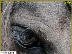 Sites similar to bevet.com