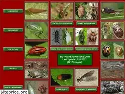 Sites similar to bigthicketcritters.com