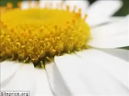 Sites similar to biomimicrychicago.net