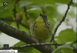 Sites similar to birding.com