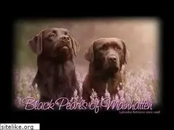 Sites similar to blackpearlsofmainhatten.de