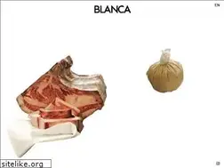 Sites similar to blancanyc.com