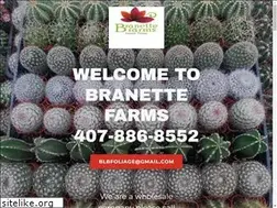 Sites similar to blbfoliage.com