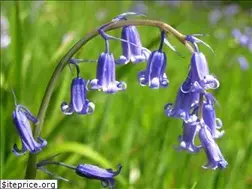 Sites similar to bluebellpublications.co.uk