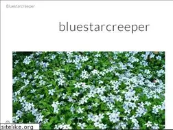 Sites similar to bluestarcreeper.com
