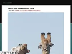Sites similar to bobnoss.com