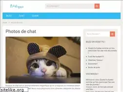 Sites similar to bonjourlechat.fr