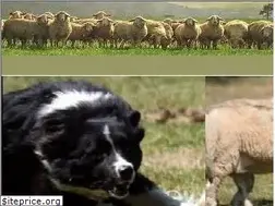 Sites similar to border-collie-sammy.de