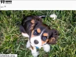 Sites similar to bordercollie.pl