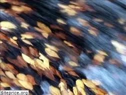 Sites similar to botanyboy.org