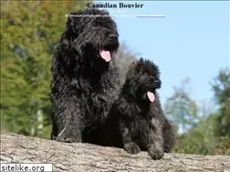 Sites similar to bouviercanada.com
