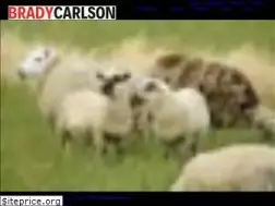 Sites similar to bradycarlson.com