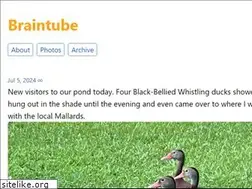 Sites similar to braintube.com
