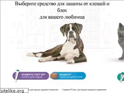 Sites similar to bravecto.ru