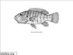 Sites similar to briancoad.com