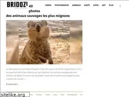 Sites similar to bridoz.com