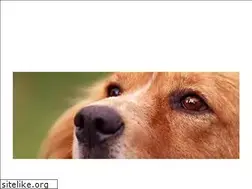 Sites similar to brittsbowwowinc.com