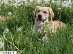 Sites similar to brooklands-goldens.be