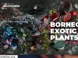 Sites similar to bucephalandra.com