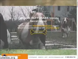 Sites similar to buffobass.com