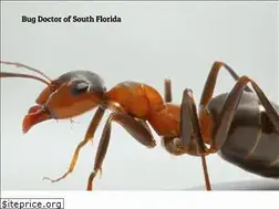 Sites similar to bug-doctor.com