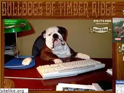 Sites similar to bulldogsoftimberridge.com
