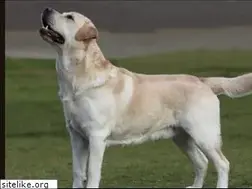 Sites similar to burberrylabradors.com