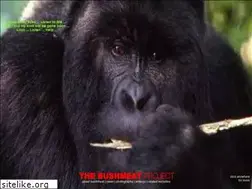 Sites similar to bushmeat.net