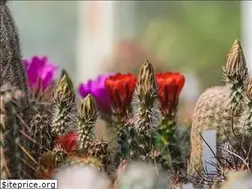 Sites similar to cactus-bg.com