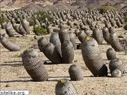 Sites similar to cactusclassification.science
