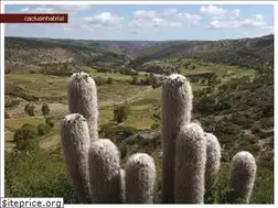 Sites similar to cactusinhabitat.org