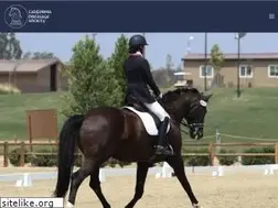 Sites similar to california-dressage.org