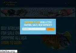 Sites similar to californiacichlids.com