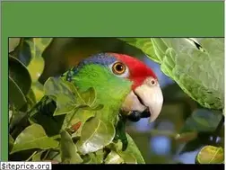 Sites similar to californiaparrotproject.org