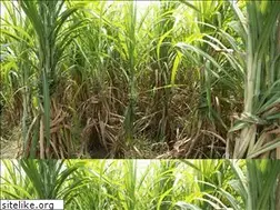 Sites similar to caneup.in