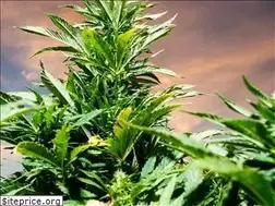 Sites similar to cannabisactivismnow.com