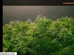 Sites similar to cannabisfacts.com