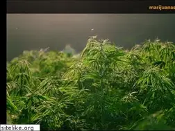 Sites similar to cannabishistory.com