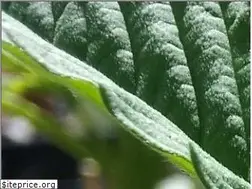 Sites similar to cannabispatienten.de