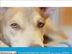 Sites similar to capeannanimalaid.org