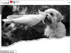 Sites similar to capesideanimalhospital.com