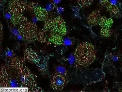 Sites similar to cardiogenomics.org