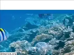 Sites similar to caribsea.com