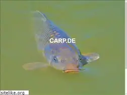 Sites similar to carp.de