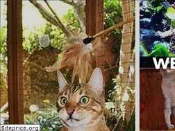 Sites similar to cat-villa.com