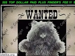 Sites similar to catdoll.com