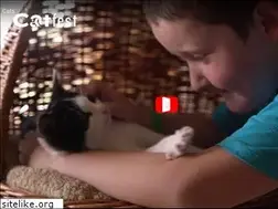Sites similar to catfestlondon.com